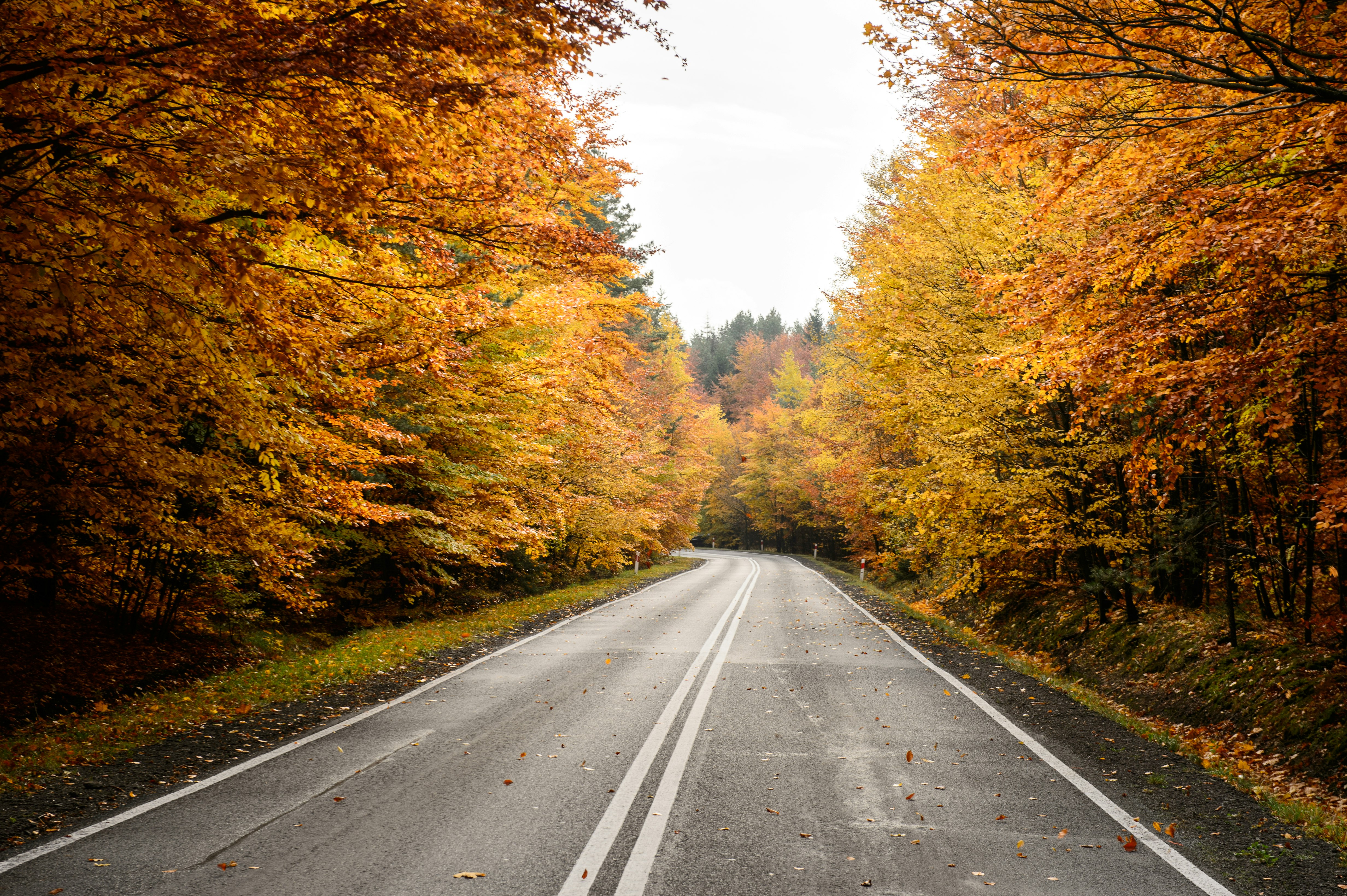 gray road between forest